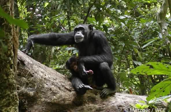 Chimpanzés no Parque Nacional Sapo