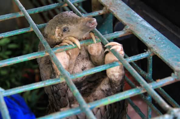 Pangolim engaiolado no Centro de Conservação de Recursos Naturais de Riau (Indonésia)