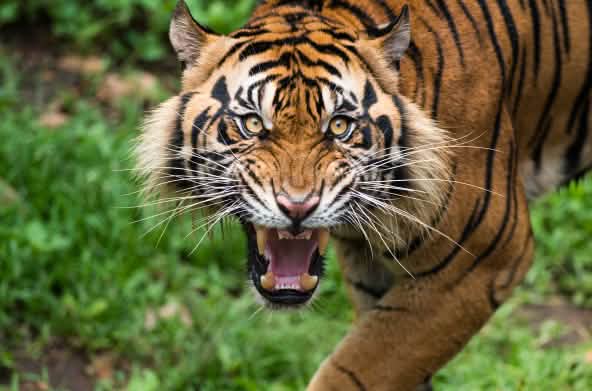 Tigre de Sumatra