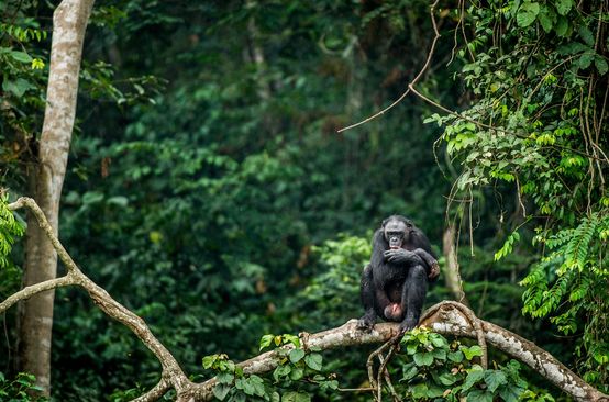 Bonobo em uma árvore no Congo