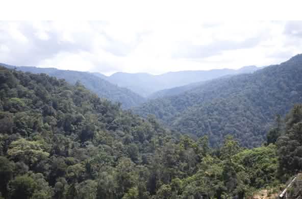Vista da floresta tropical, do alto