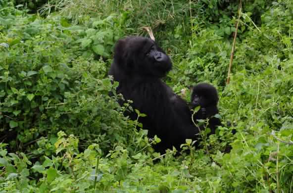 Mãe gorila com bebê no Parque Virunga