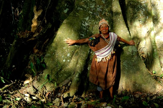 Guardiães da floresta
