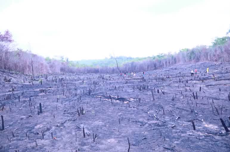 Grande área incendiada, com tocos de madeira incinerada ainda no chão. Ao longe, pessoas observam a área incendiada