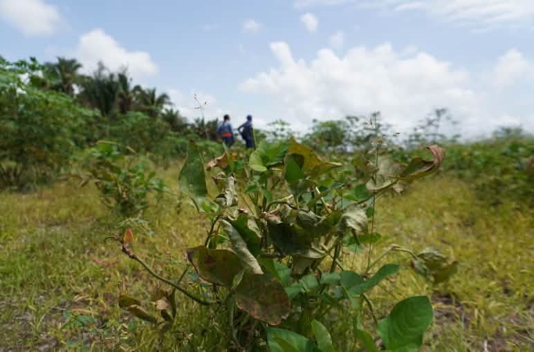 Planta com folhas amarronzadas e retorcidas pelo contato com agrotóxicos