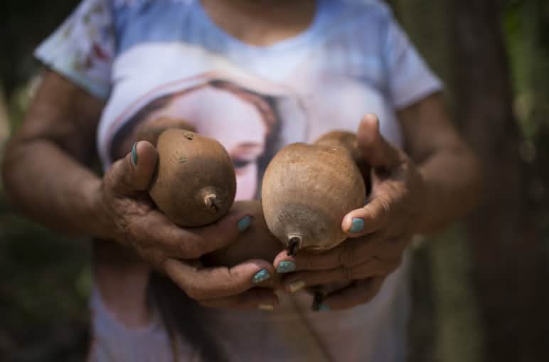 Coco babaçu visto em detalhe, sendo segurado entre as mãos de uma quebradeira