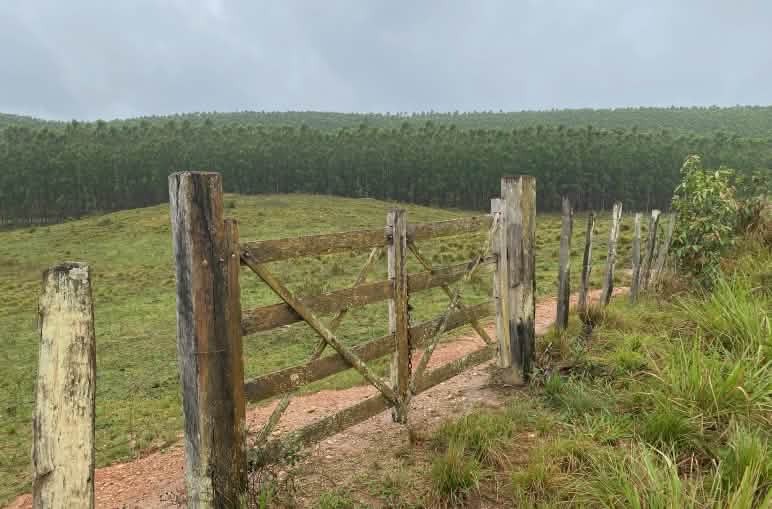 Um portão de madeira fechado em frente a um pasto com uma plantação de eucaliptos ao fundo
