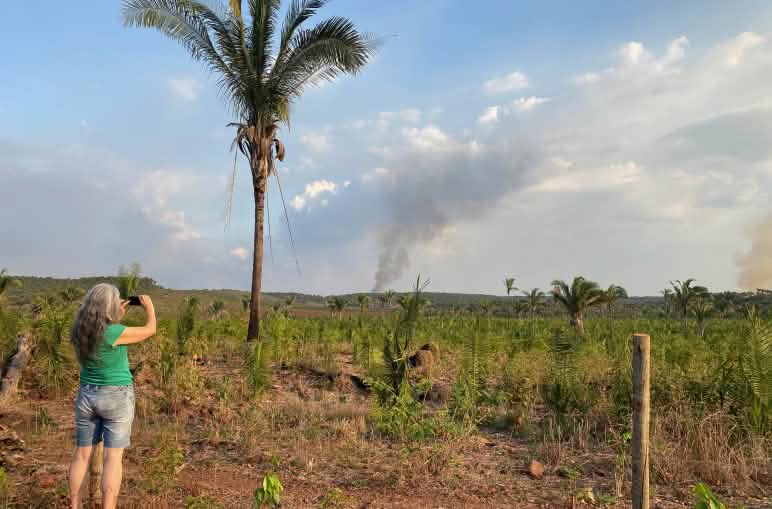 Derrubada no Cerrado maranhense