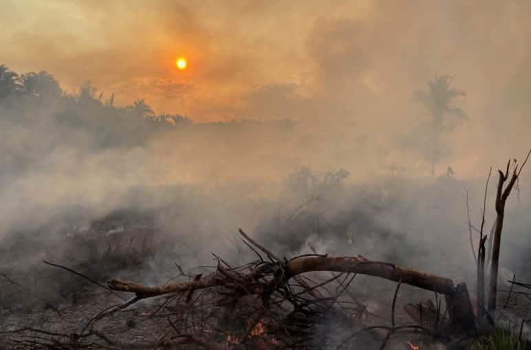 Uma árvore caída e queimada em uma área da floresta tropical envolta em fumaça