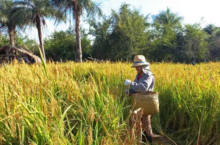Mulher com chapéu e cesto de lado em meio a um arrozal fazendo a colheita do arroz