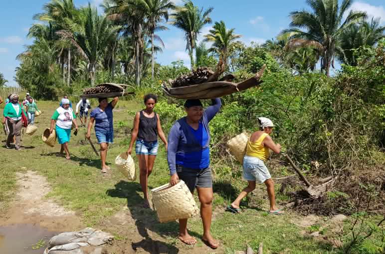 Mulheres em fila carregam cestos com coco babaçu em meio à mata