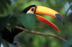 Um tucano numa árvore na floresta tropical