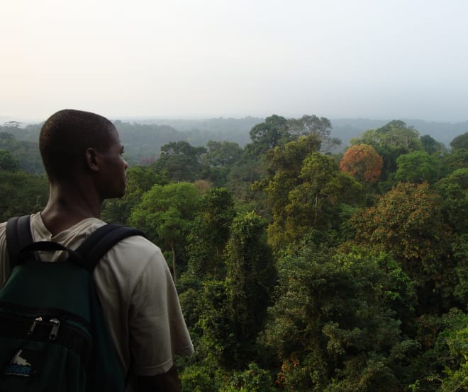 Floresta pluvial ao sul do Parque Nacional Korup, Camarões