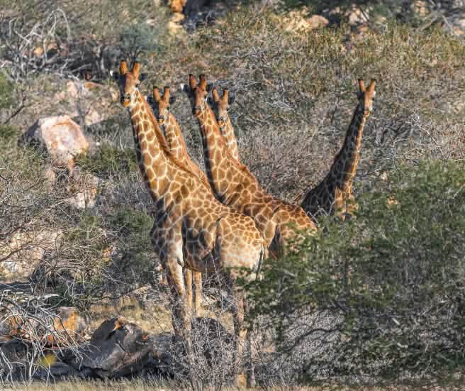 Girafas