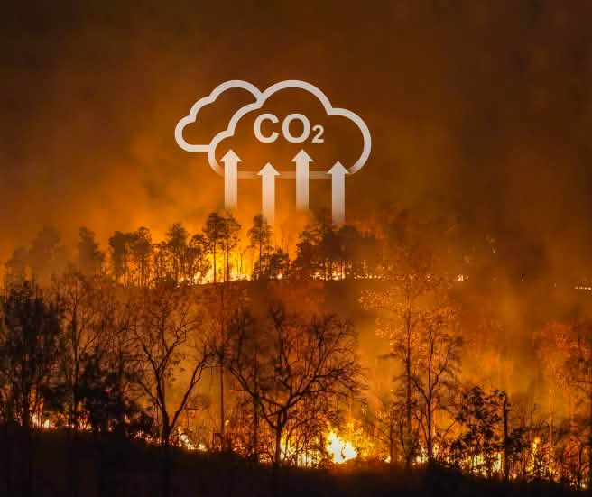 Incêndios florestais e queimadas intencionais contribuem com o aquecimento global