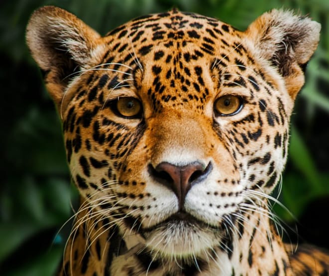 Onça-pintada (jaguar) na Reserva Biológica Indio Maíz, Nicarágua