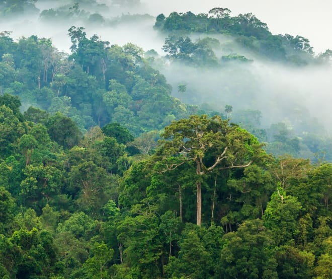 Floresta amazônica sob neblina