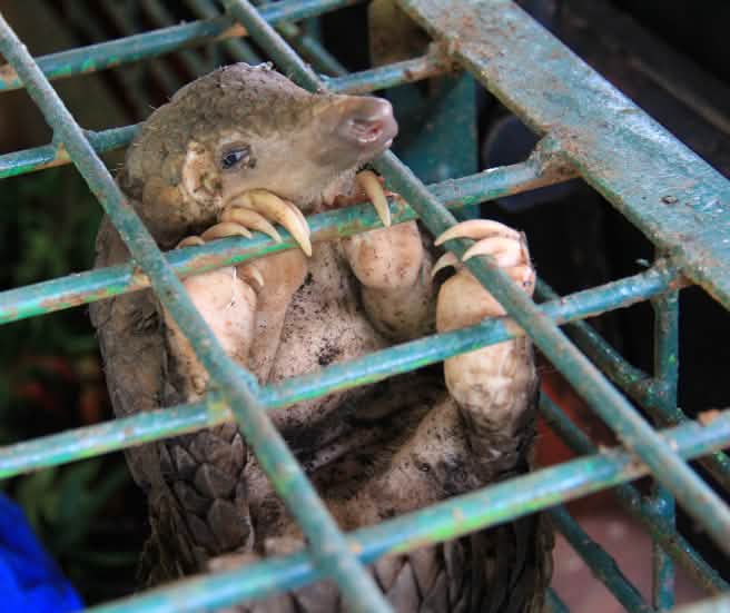 Pangolim engaiolado no Centro de Conservação de Recursos Naturais de Riau (Indonésia)
