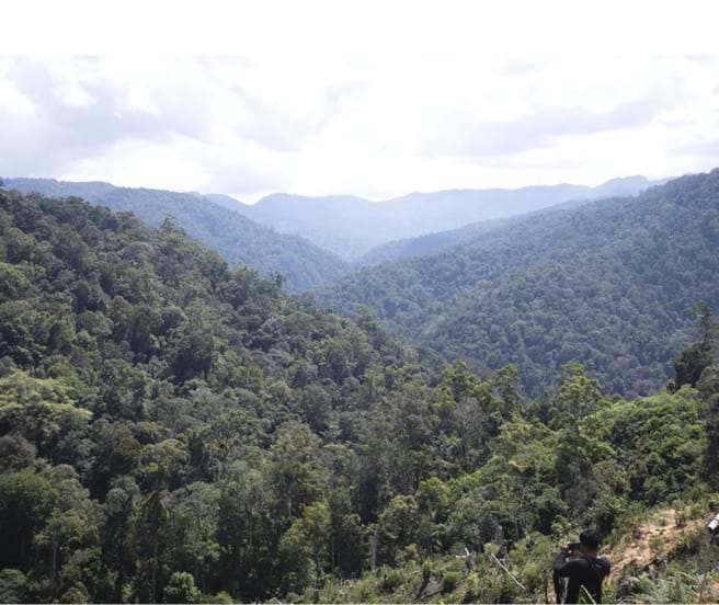 Vista da floresta tropical, do alto