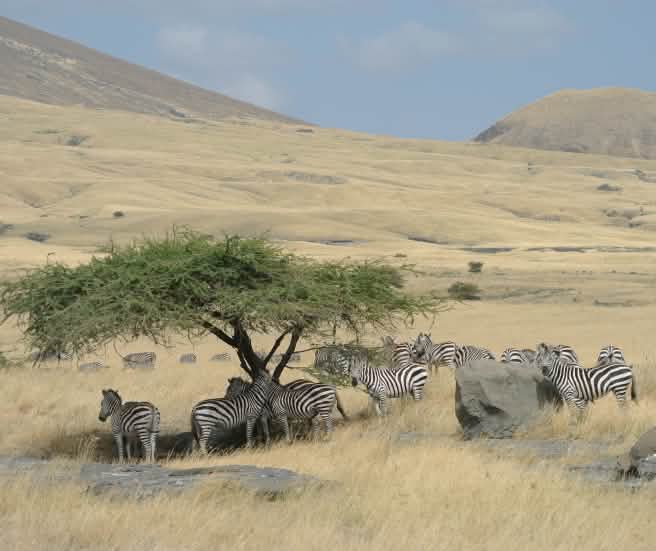 Manada de zebras cercada por pradarias amarelas