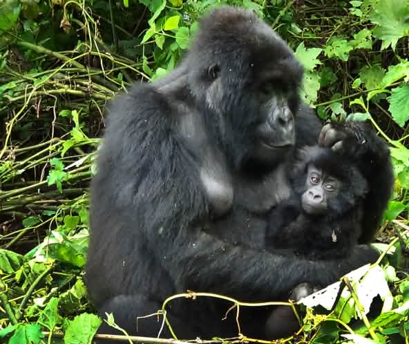 Gorila com filhote em Virunga