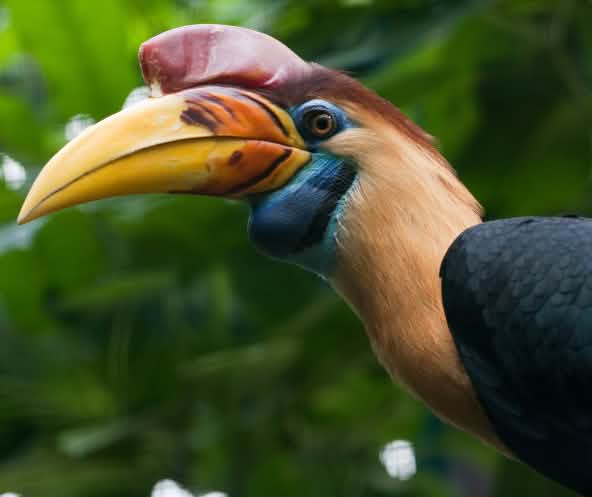 Um calau colorido na floresta de Sulawesi