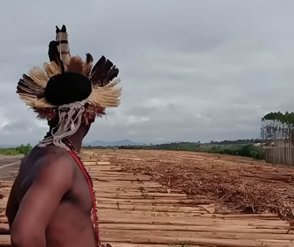 Indígena em uma monocultura de eucalipto