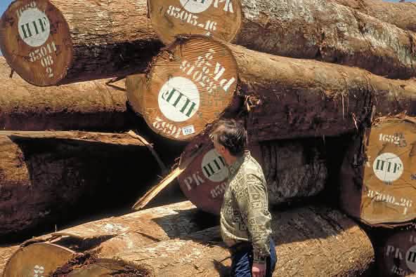 Reinhard Behrend, presidente da Salve a Selva, em frente de troncos de madeira tropical
