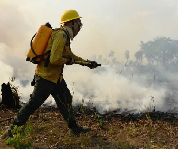 Pessoa com capacete, blusa amarela, calça verde, botas e uma mochila de água nas costas bombeia água sobre fogo em vegetação rasteira