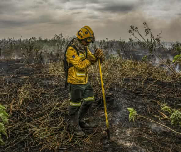 Brigadista está em pé, apoiado em uma ferramenta para apagar fogo, em meio a uma área de mata toda destruída pelo fogo no Pantanal