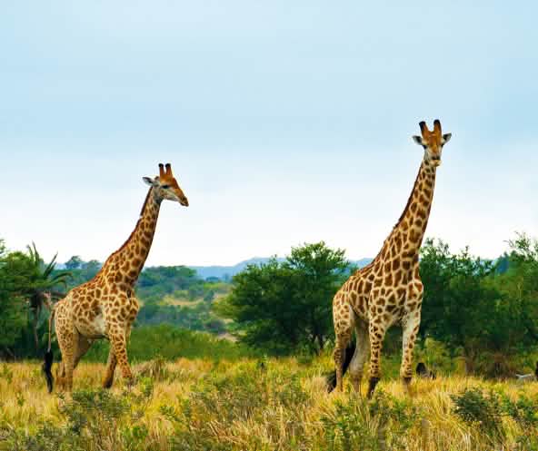 Girafas na África do Sul