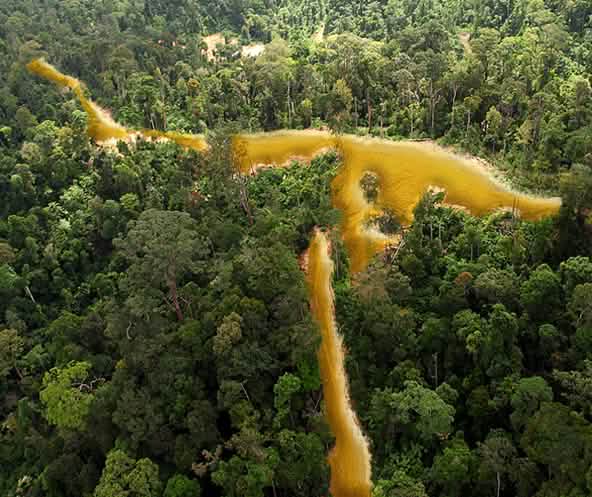Vista aérea sobre floresta tropical na Guiana francesa