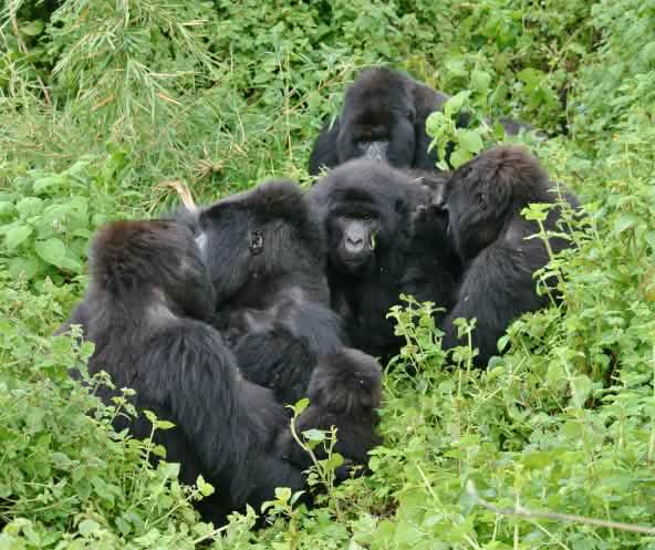 Gorilas no Parque Nacional do Virunga, novembro de 2021