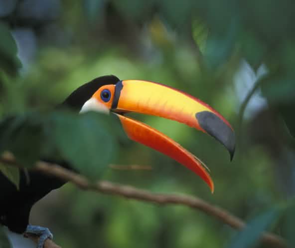 Tucano gigante em um galho na floresta tropical