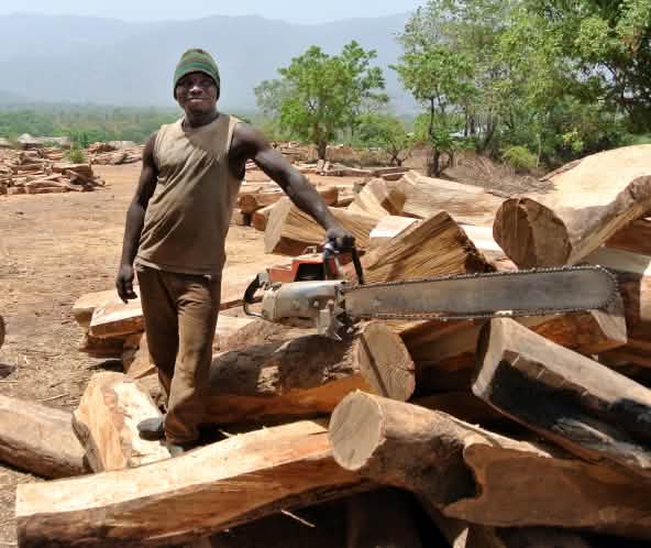 Desmatador com motoserra e depósito de toras de jacarandá na Nigéria