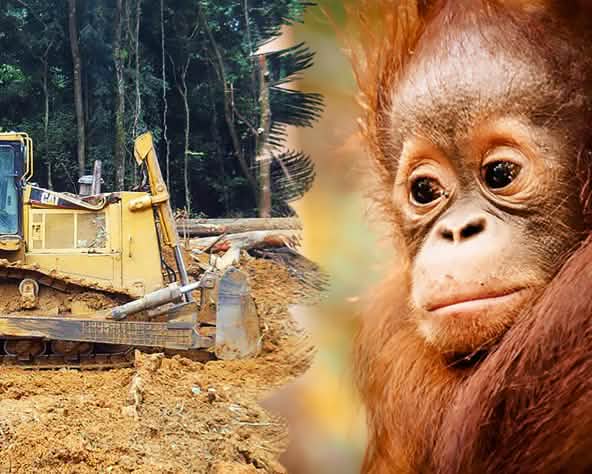 A floresta tropical e o espaço vital dos orangotangos são destruídos para a produção de óleo-de-palma