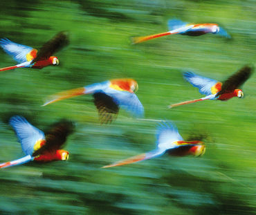 Araras voando em frente de floresta tropical borrada