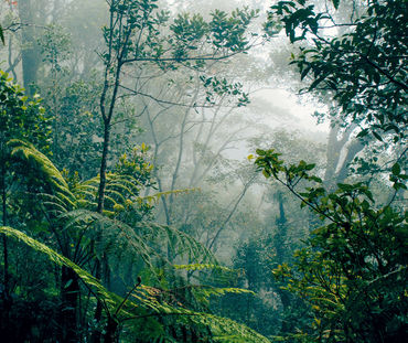 Floresta tropical em Bornéu