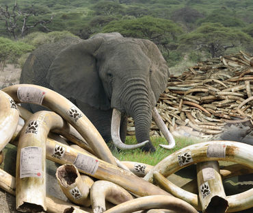 Imagem de capa do "Japan Report Ivory" publicado pela Environmental Investigation Agency (EIA)