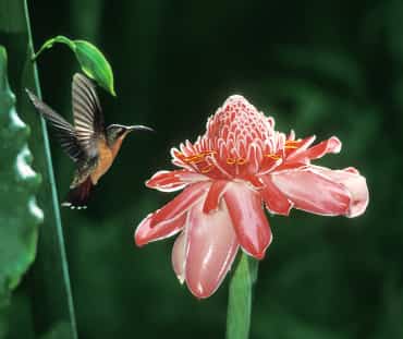 Beija-flor