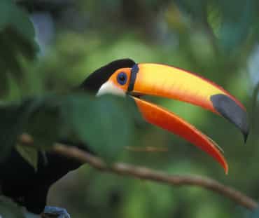 Tucano gigante em um galho na floresta tropical