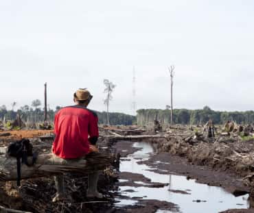 A triste verdade: desmatamento e destruição da floresta tropical