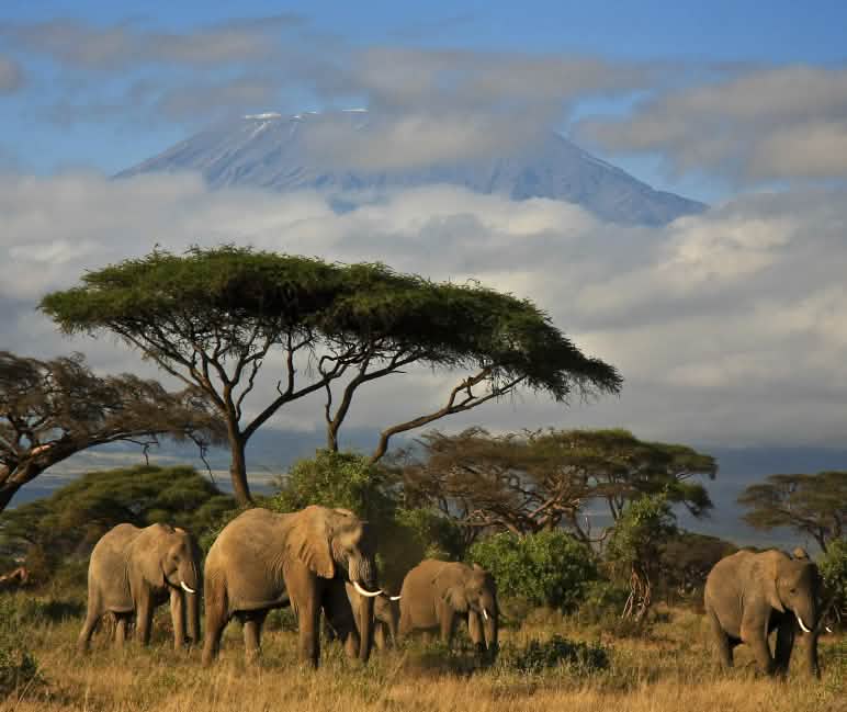 Elefantes gozam das vantagens de áreas de proteção ambiental Elefantes e árvores de savanas