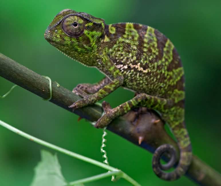 Camaleão na Floresta de Atewa, Gana Camaleão na Floresta de Atewa, Gana