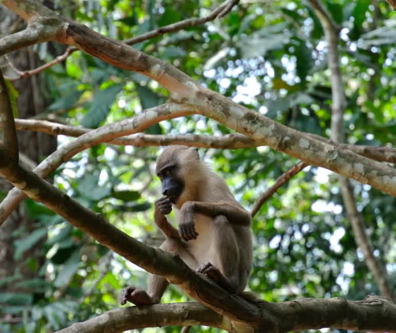 Florestas tropicais intactas são habitat de um sem-número de animais, muitos dos quais são desconhecidos pela ciência Primata no galho de uma árvore