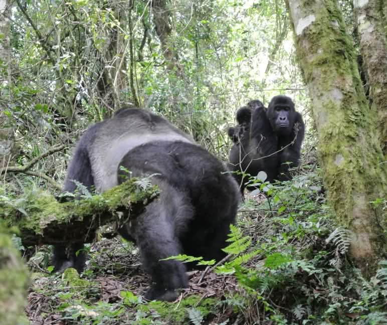 Muitos gorilas vivem em áreas de proteção ambiental Gorila-de-grauer com bebês gêmeos no Parque Nacional Kahuzi-Biega
