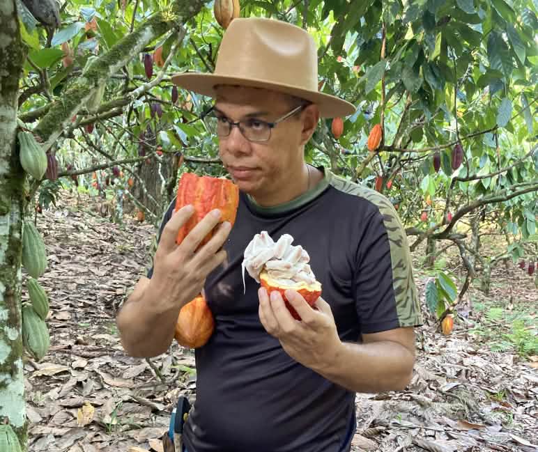 Um homem cheira um fruto de cacau cortado na floresta tropical