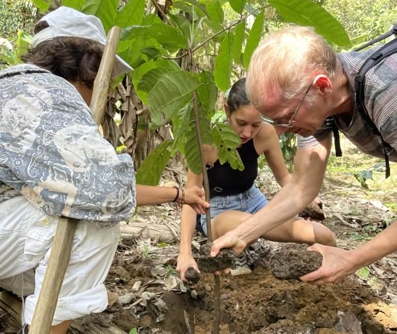 Três pessoas plantam um cacaueiro na floresta tropical