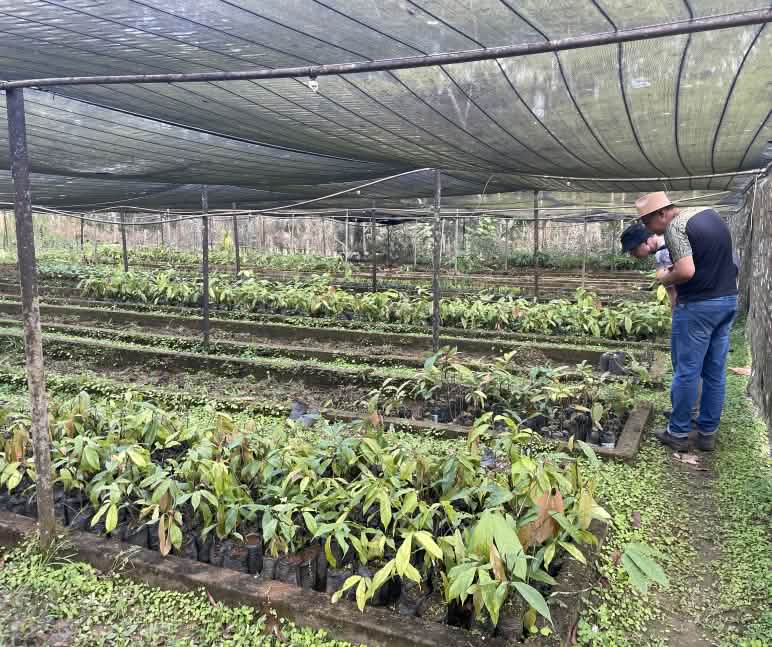 Viveiro com cacau e outras plantas no assentamento Terra Vista, Bahia, Brasil.