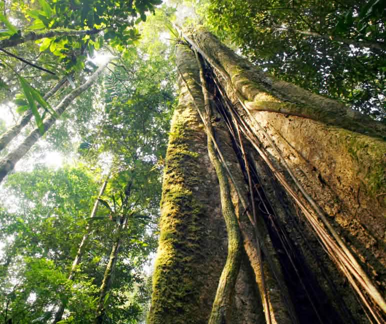 Árvores poderosas formam uma copa densa Floresta tropical às margens do Rio Amazonas